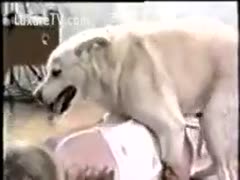 A dog is given to Blondie to fuck her.